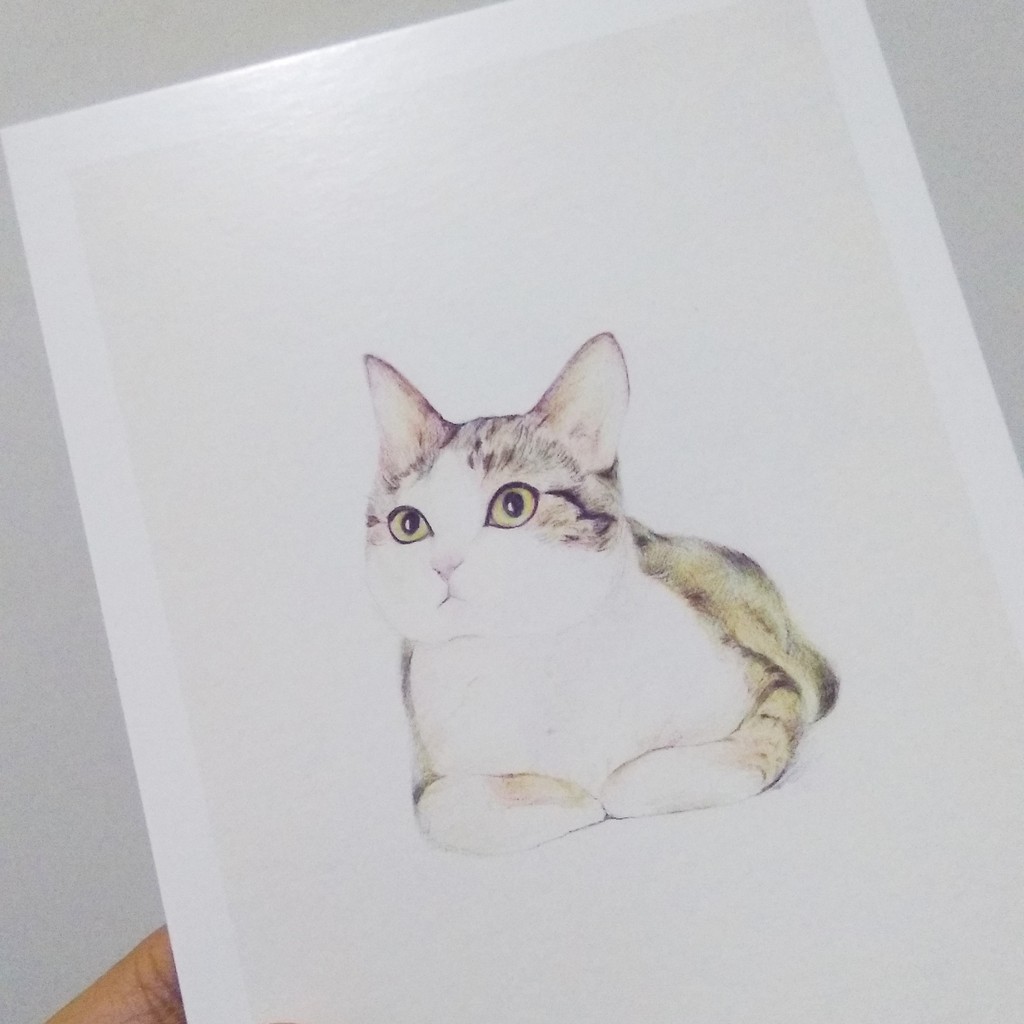 Kartu Pos Postcard Cat Kucing Random