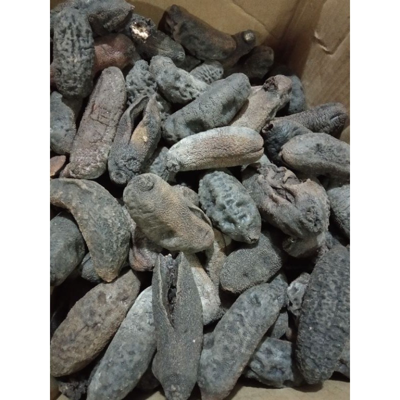 

Teripang Kikku 200g / Haisim / Hoisem Kiku Natuna