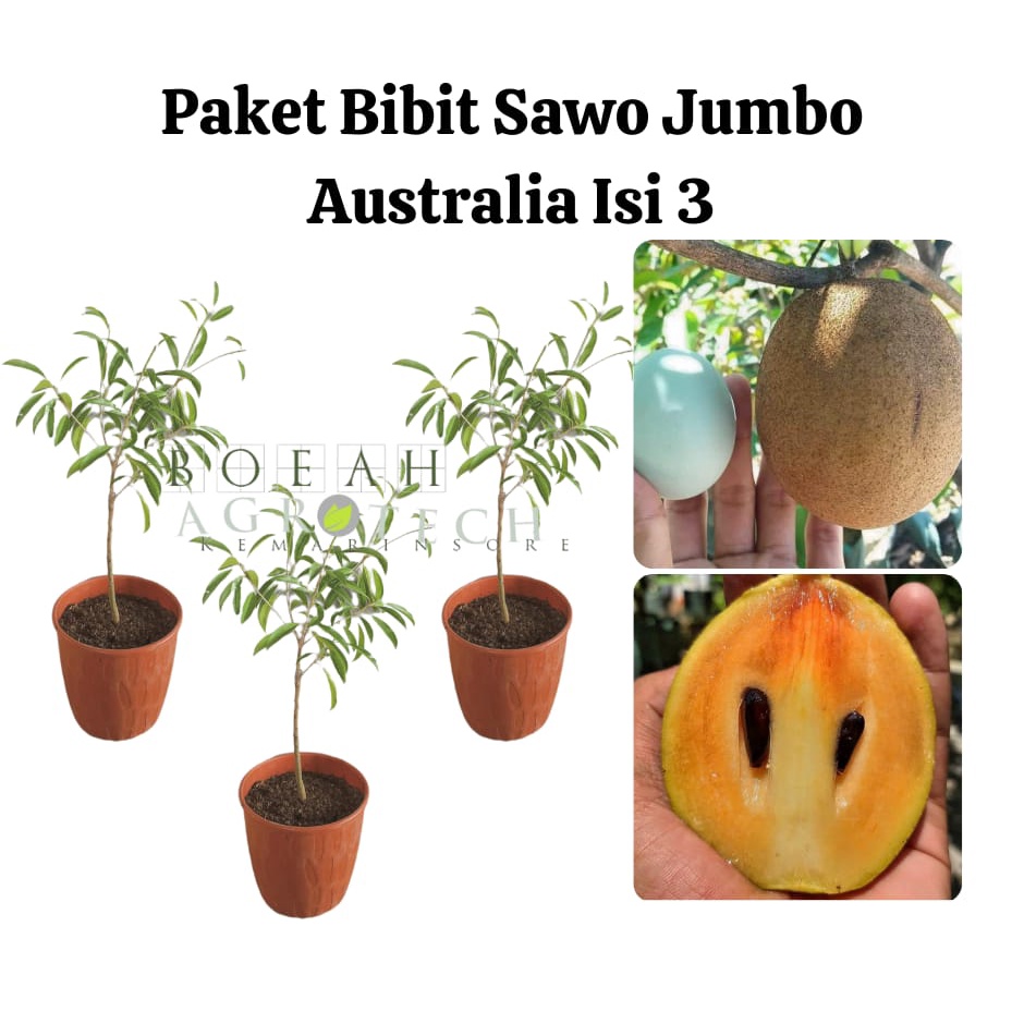 Paket Hemat Bibit Sawo Jumbo Australia Okulasi Isi 3 Bonus Bibit Strawberry+Polibag