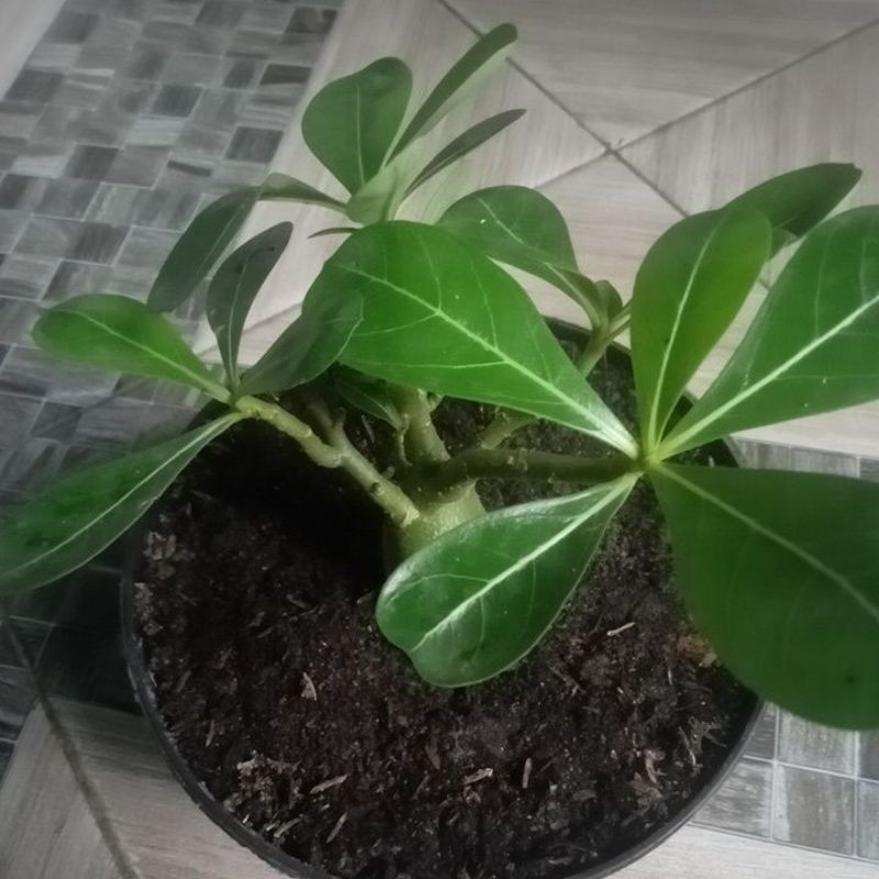 

Kamboja bonggol
