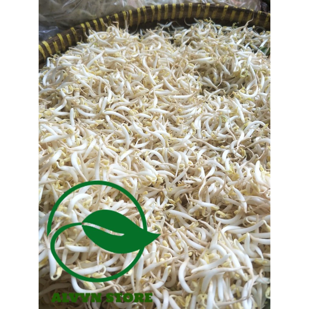 

TOGE LOKAL