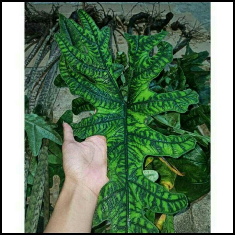 Bonggol Alocasia Jacklyn Alokasia