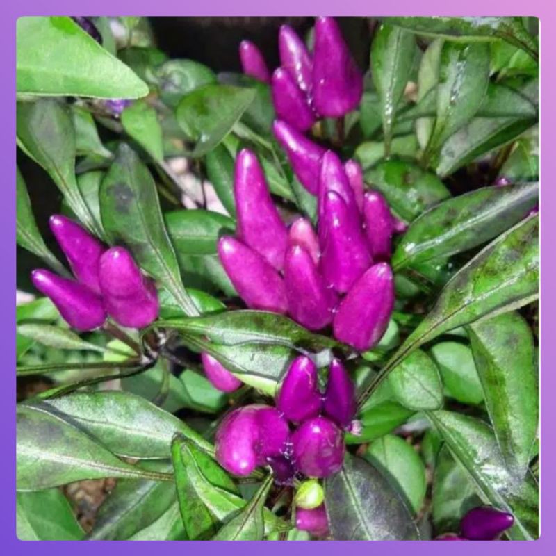 Benih Cabe Hias PURPLE CANDLE