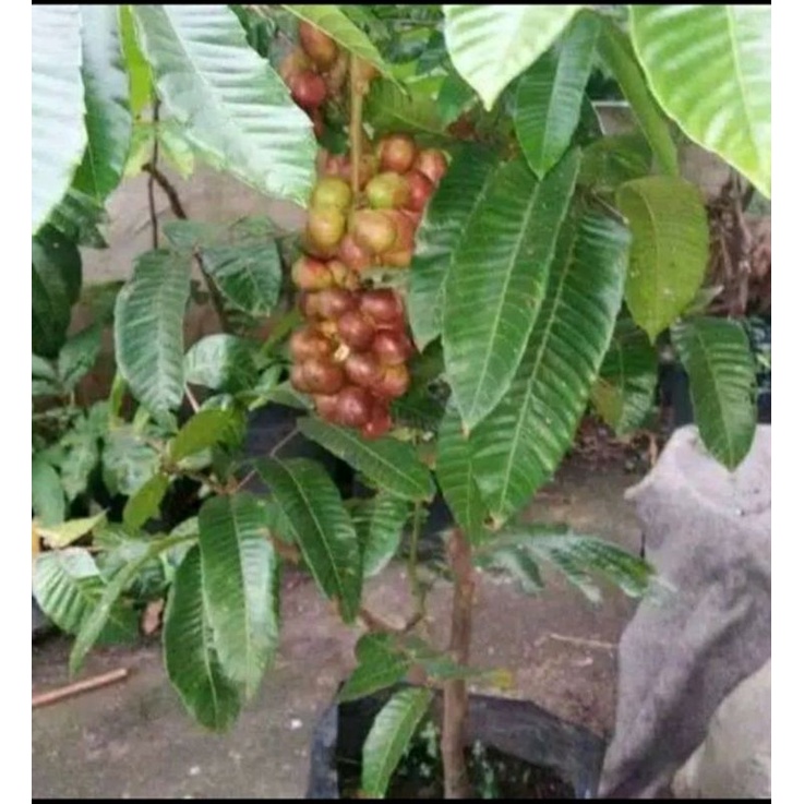 Bibit Buah Matoa Super unggul