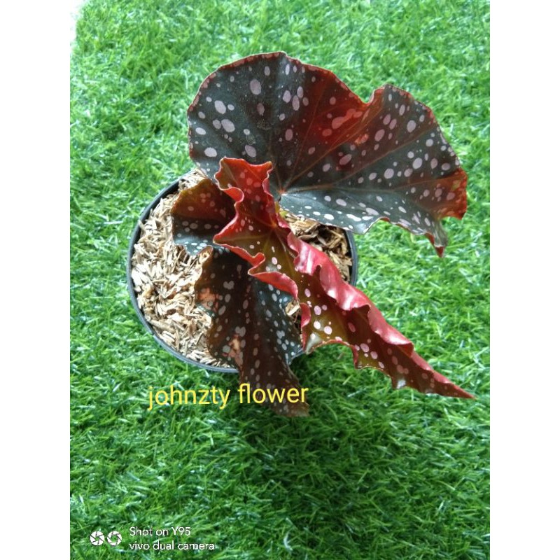 tanaman hias begonia polkadot brown