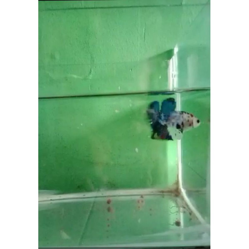 ikan cupang male giant multi