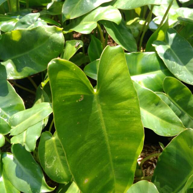 Pohon brekele /Tanaman hias brekele