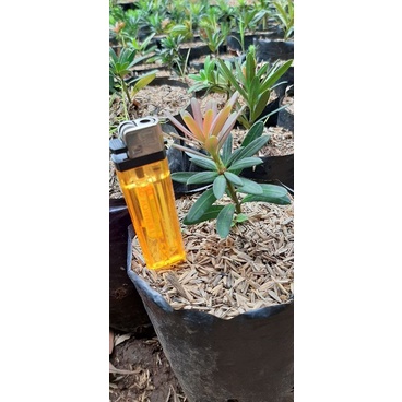 lohansung pucuk pink