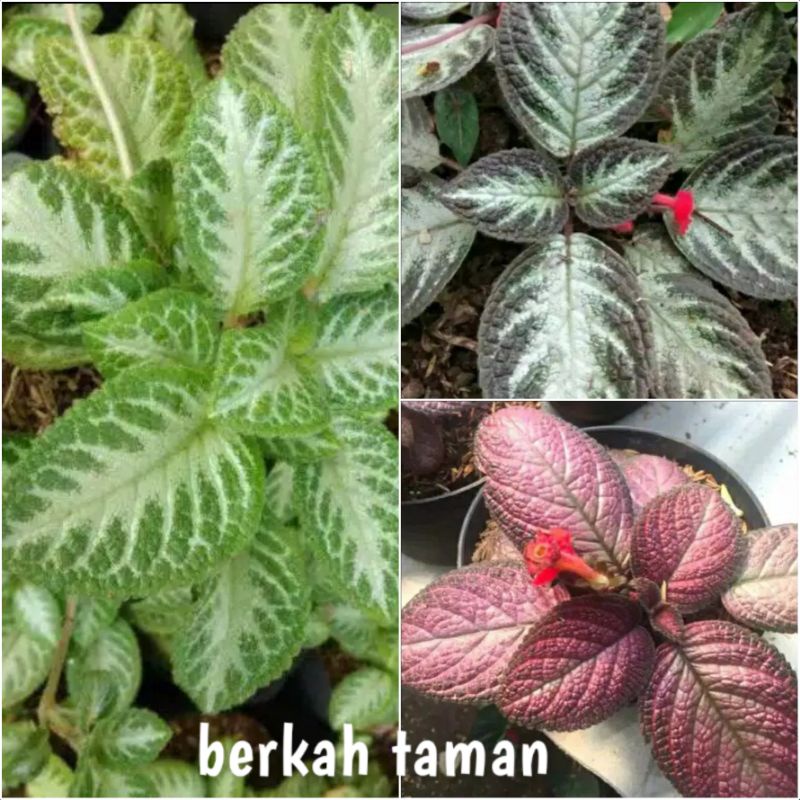 Paket 3 tanaman hias pot gantung - paket tanaman episcia