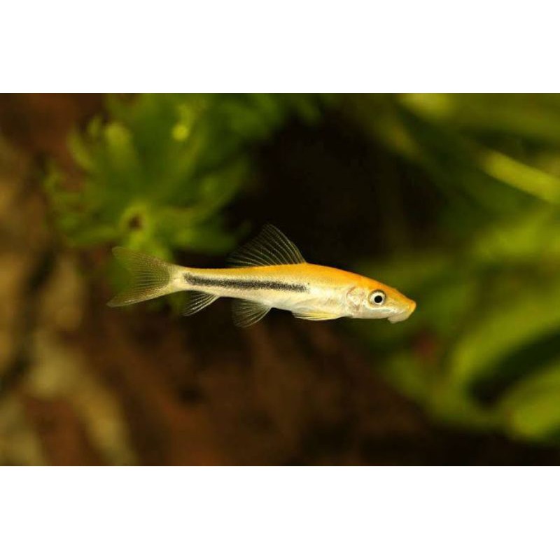 ikan hias algaeater perbersih Aquascape pemakan alga