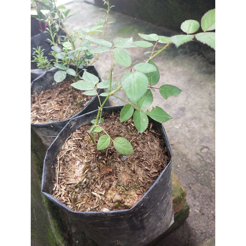 mawar putih dan mawar merah