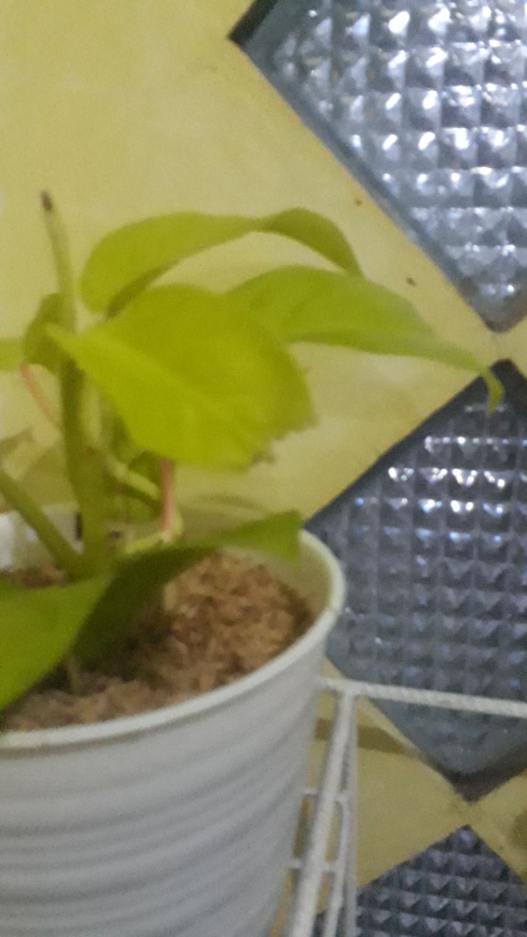 Tanaman Srigading Lemon - Sirih Gading Lemon - Srigading Love