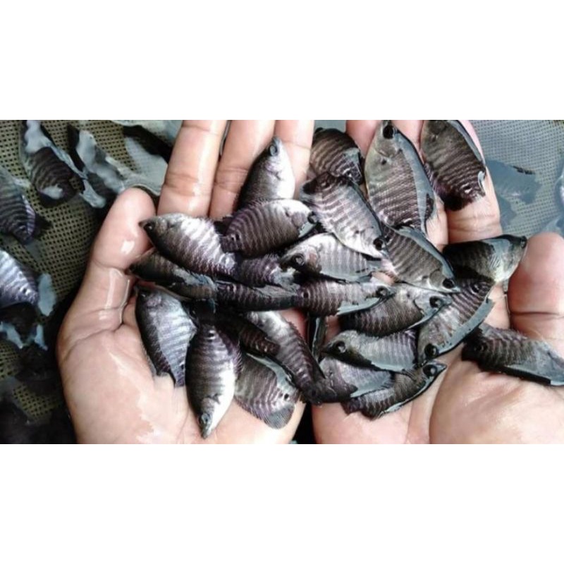 bibit ikan gurame soang ukuran jempol
