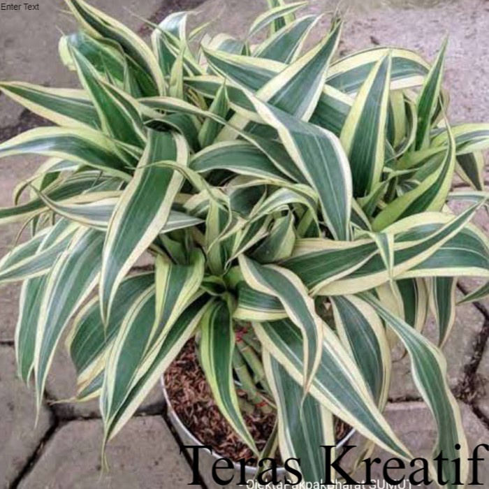 Pohon Sri Rejeki Varigata Putih ; Bunga & Tanaman Terlengkap