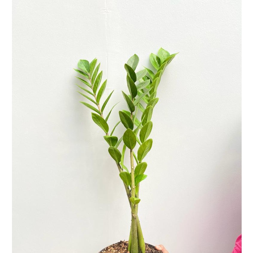 Nanem Taneman Zz Plant