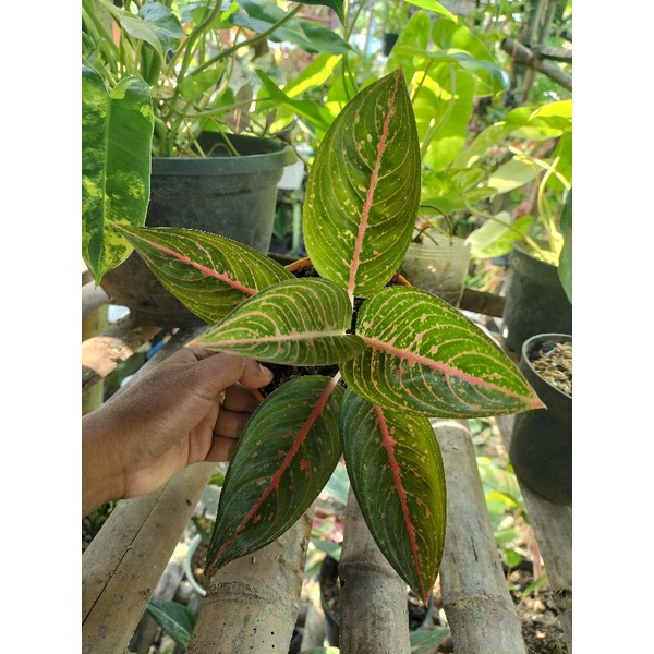 AGLONEMA GREEN LEGACY / LEGACY HIJAU -LEGASI