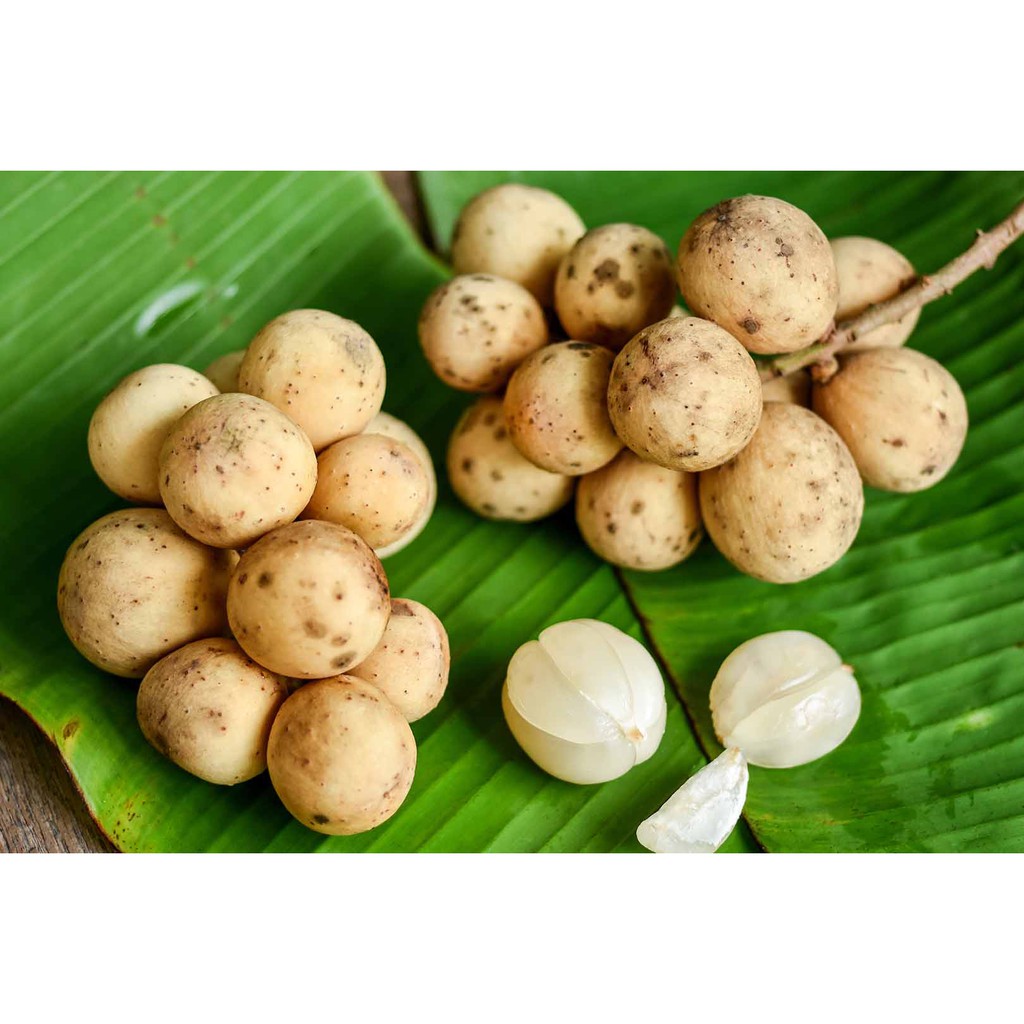 

FCW - Buah Segar Duku 500 Gram