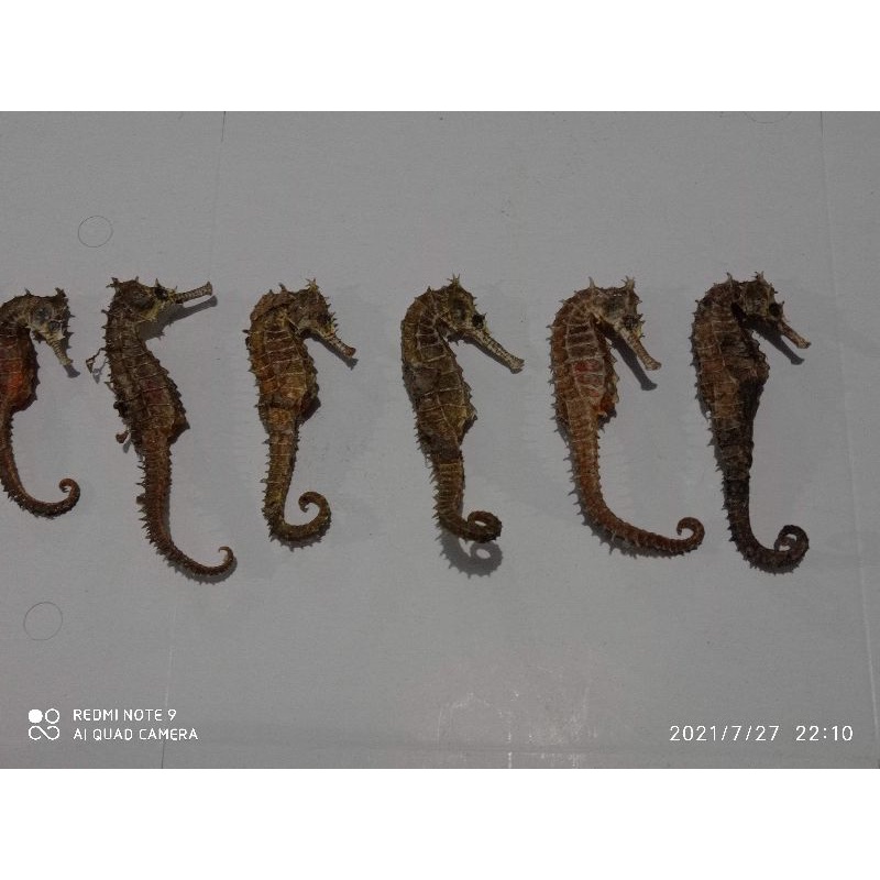 

kuda laut kering