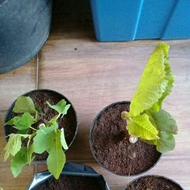 Bibit Tanaman Buah Tin Green Jordan Bibit Super Bibit Unggul