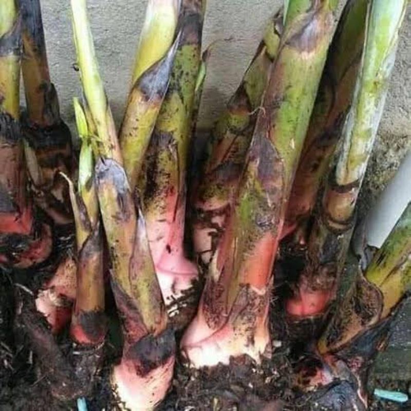 bibit pisang lampung