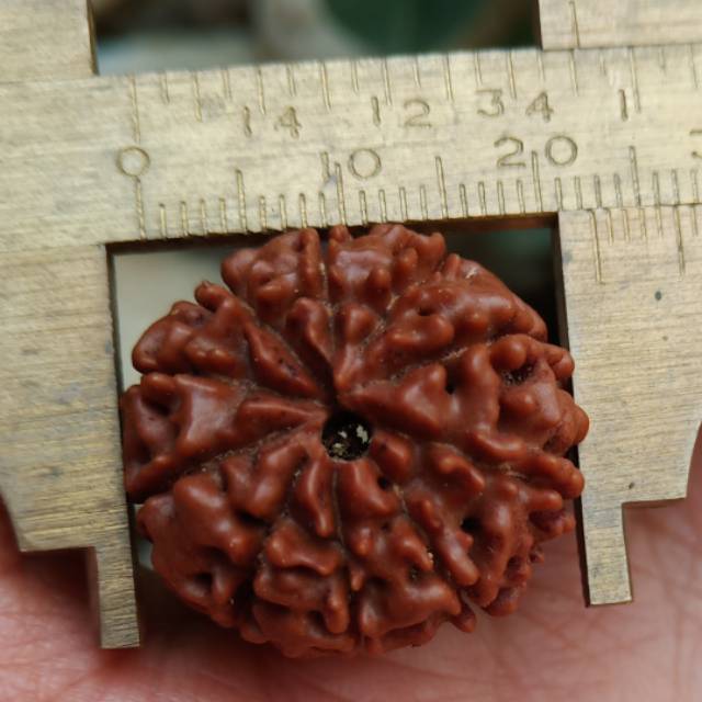 Biji jenitri mukhi 10 size 20mm rudraksha