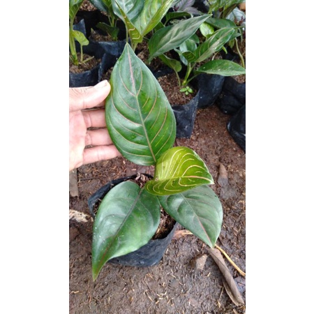 Aglonema rotundum Tiger - rotundum