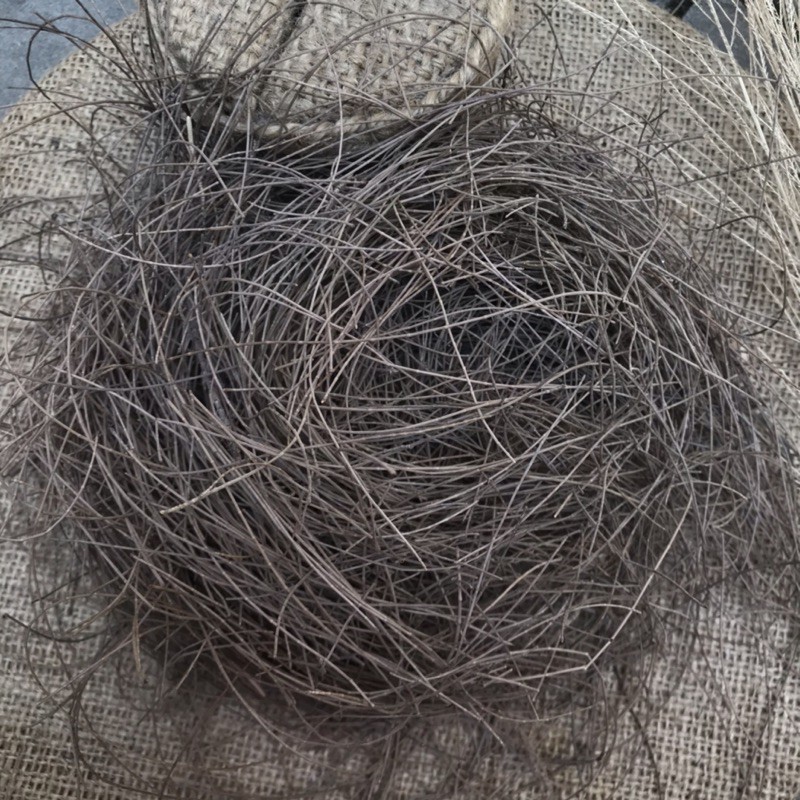 

Daun Cemara Kering / Sarang Daun Cemara