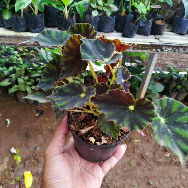 tanaman hias bigonia bowerae tiger tanaman indoor