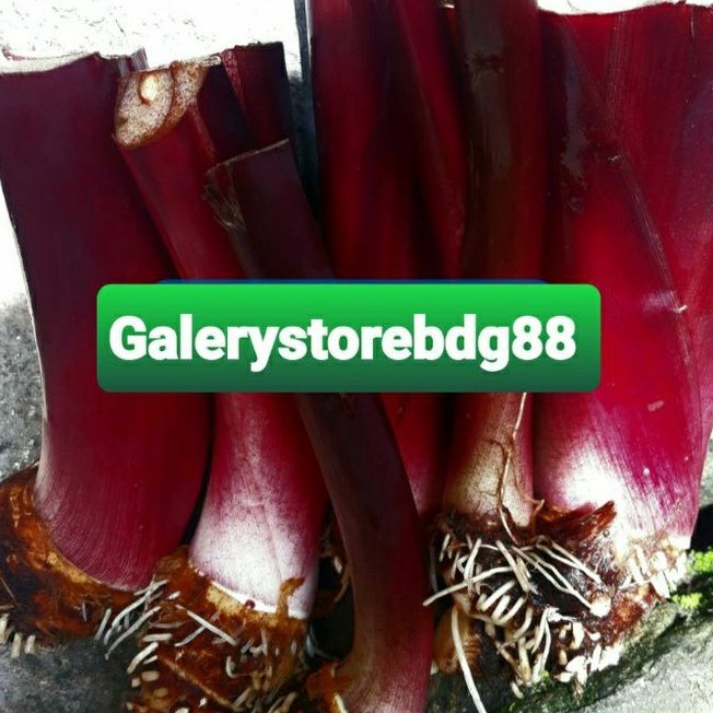 Bibit talas hitam talas wulung talas hias 500 gram-az