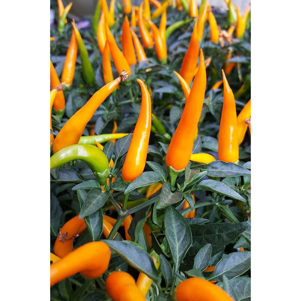 Benih Bibit Biji - Cabai Orange Medusa Head Pepper Seeds