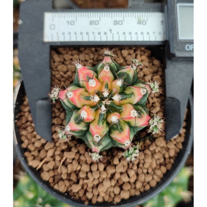 Gymno miha hybrid variegata (multicolor)