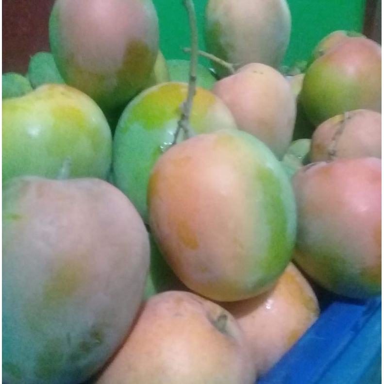 

Mangga Gedong Gincu