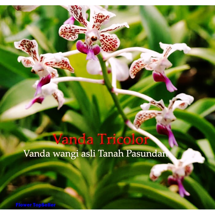 Vanda Tricolor / ANGGREK / BUNGA ANGGREK /  Anggrek Vanda Tricolor