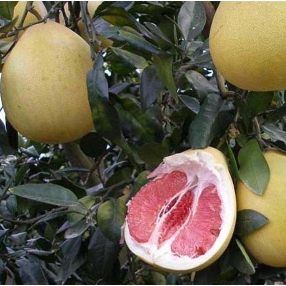 BKK BIBIT JERUK PAMELO BALI (JERUK PAMELO MADU) @_@