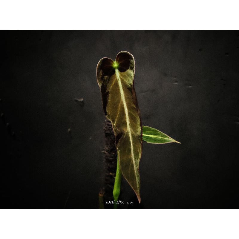 Philodendron melanochrysum Narrow Ori