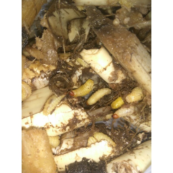 umpan pancing ulat pohon pisang  30 ekor