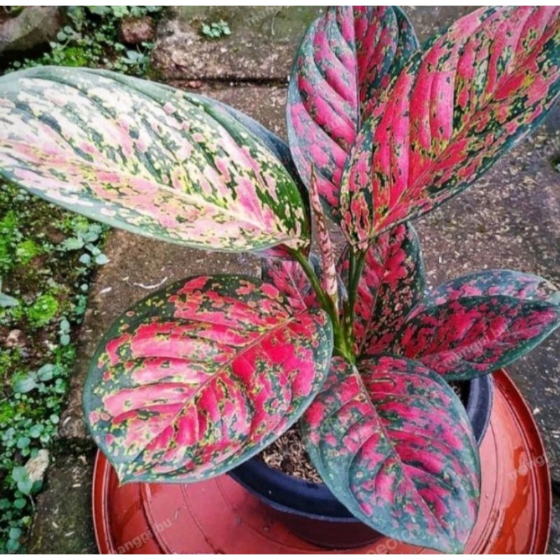 aglonema Red Venus rumpun 2 pohon
