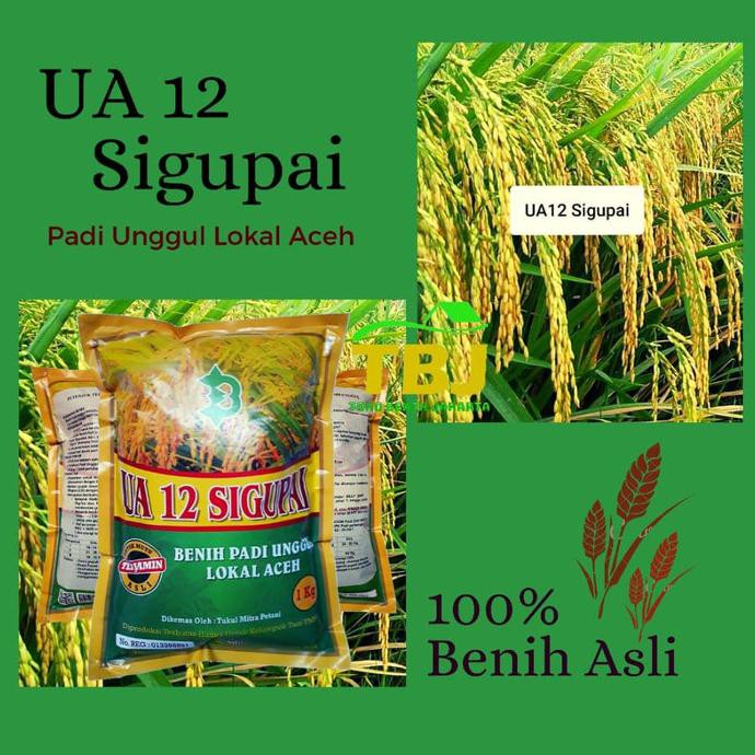 Benih bibit padi UA 12 Sigupai Asli Aceh