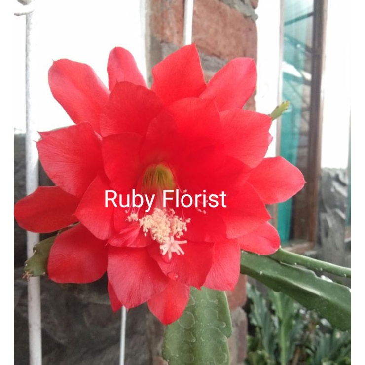 Bibit Tanaman Bunga Wijaya kusuma merah Ackermani asli