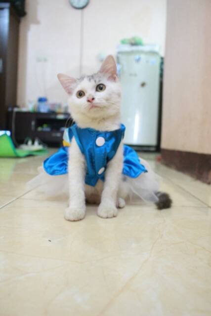 Dress Elsa Frozen V.2 untuk kucing dan anjing lucu murah meriah size S-XL