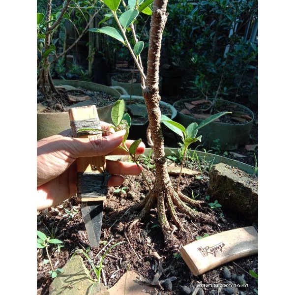 bahan bonsai kimeng pecah batang