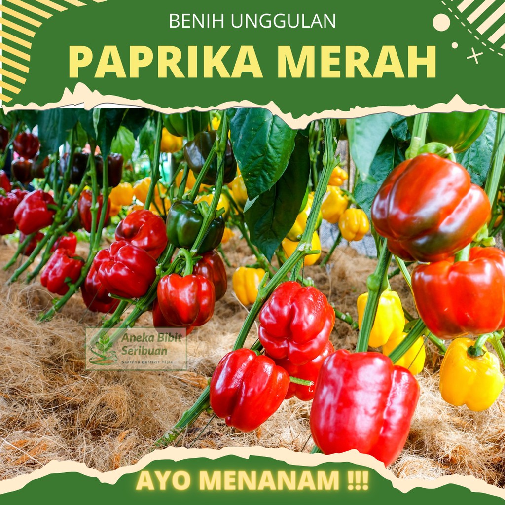 4 Biji - Benih Paprika Merah F1 Red Star Sayuran Unggul Known You Seed