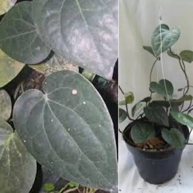 Bibit tanaman sirih hitam daun sirih hitam obat herbal