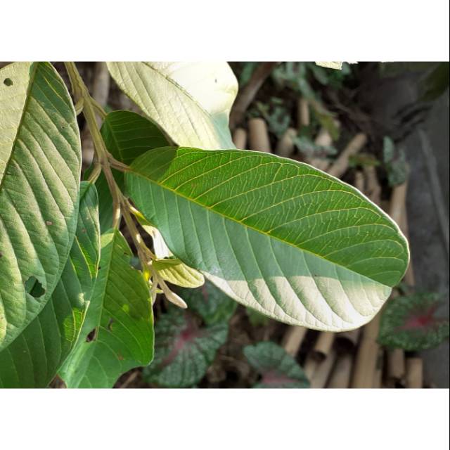 

DAUN JAMBU BIJI