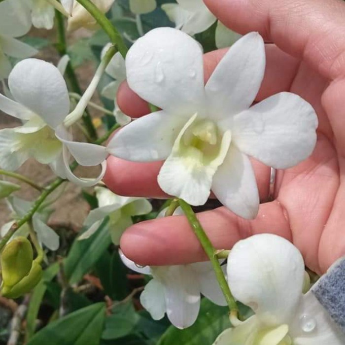 Pohon Anggrek Dendrobium Pramote White Dewasa Sudah berbunga