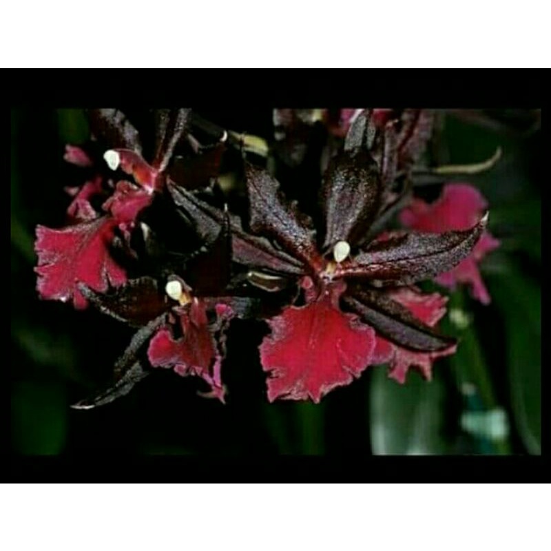 Oncidium Massai Red