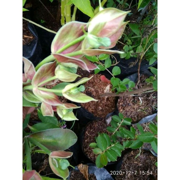 tanaman hias cucak Rowo