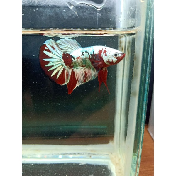 RKC MASKING red koi copper gold