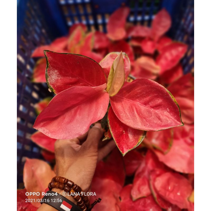 Aglonema Kochin Red Apple/ Red Cherry