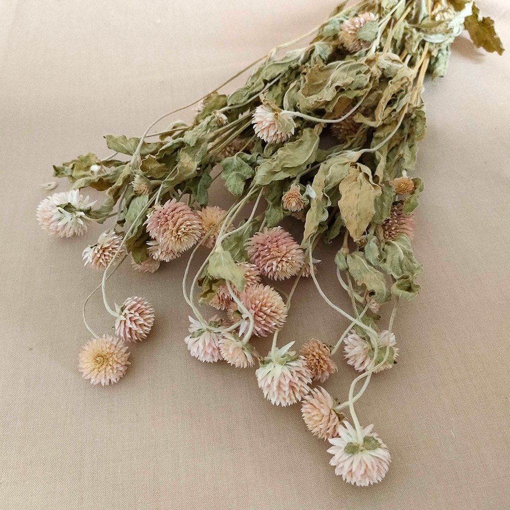 Dried Flower Gomphrena Bunga Kering Import Asli Dekorasi Hias Buket